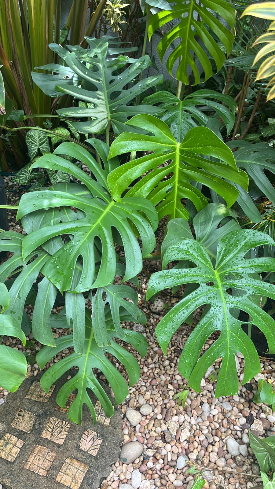 Pimenteiras ornamentais